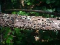 Blasiges Eckenscheibchen, Foto 8