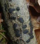 Blasiges Eckenscheibchen, Foto 10