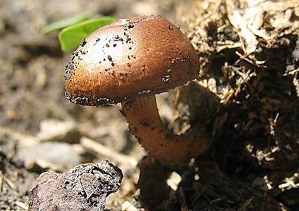 Mistliebender Kahlkopf, Foto 2