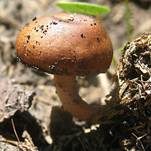 Mistliebender Kahlkopf, Foto 6