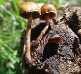 Mistliebender Kahlkopf, Foto 7
