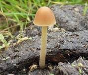 Mistsamthäubchen, Foto 12