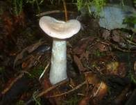 Mönchskopf, Foto 33