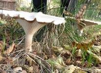 Mönchskopf, Foto 7