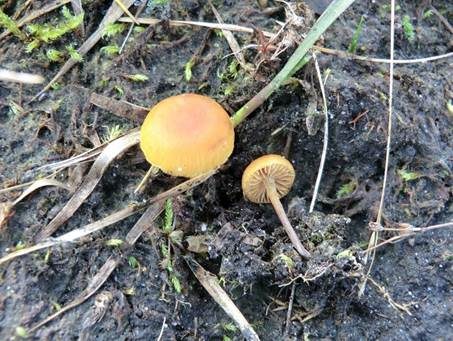 Moorflämmling, Foto 2