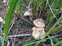 Moorröhrling, Foto 8