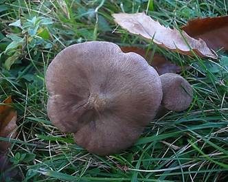 Moorrötling, Foto 5