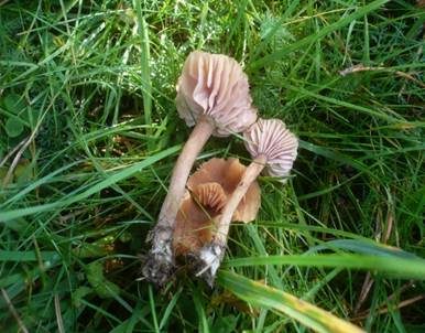 Blassblättriger Lacktrichterling, Foto 2