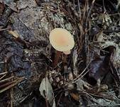 Blassblättriger Lacktrichterling, Foto 7