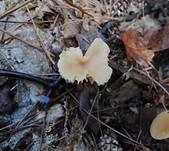 Blassblättriger Lacktrichterling, Foto 8