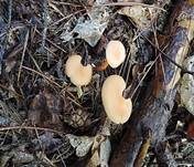 Blassblättriger Lacktrichterling, Foto 10