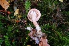 Blassblättriger Lacktrichterling, Foto 11