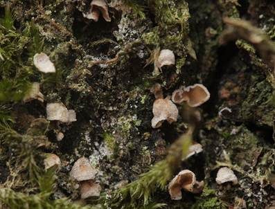 Moos-Flaumschälchen, Foto 2