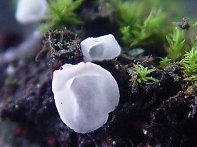 Moos-Flaumschälchen, Foto 3