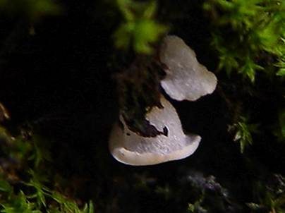 Moos-Flaumschälchen, Foto 6