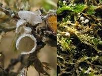 Moos-Flaumschälchen, Foto 7
