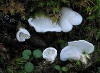 Mooshäutling, Foto 5