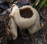 Morchelbecherling, Foto 53