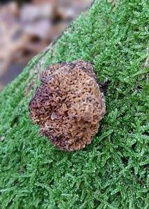 Morcheltrüffel, Foto 4