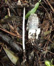 Morgen-Tintling, Foto 4