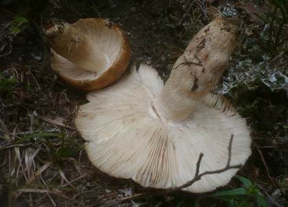 Morsetäubling, Foto 2