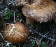 Morsetäubling, Foto 14