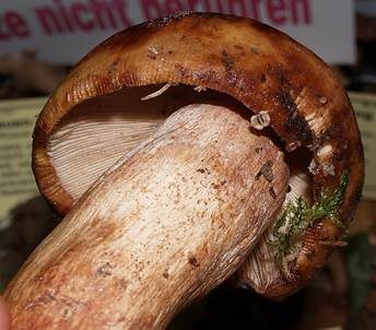 Morsetäubling, Foto 5