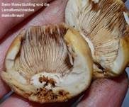 Morsetäubling, Foto 6