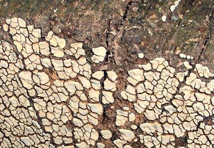 Mosaikschichtpilz, Foto 2