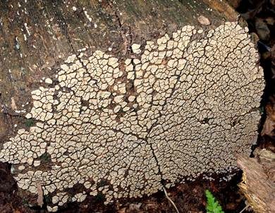 Mosaikschichtpilz, Foto 3