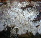 Mottenkugelpilz, Foto 21