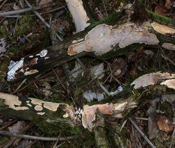 Mottenkugelpilz, Foto 4