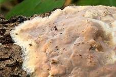 Mottenkugelpilz, Foto 7