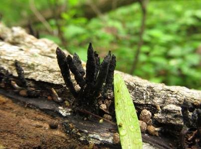 Multiplexe Holzkeule, Foto 2