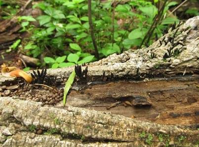 Multiplexe Holzkeule, Foto 3