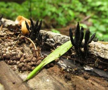 Multiplexe Holzkeule, Foto 4