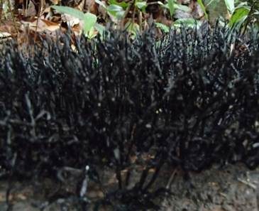 Multiplexe Holzkeule, Foto 6