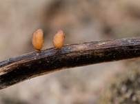 Mützenförmiger Schüsselschwindling, Foto 7