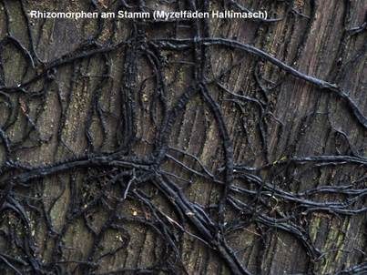 Myzelfäden Hallimasch, Foto 5