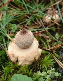 Nabelerdstern, Foto 4
