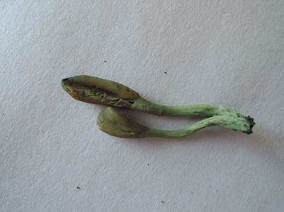 Nacktfuß-Stielzunge, Foto 5