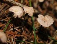 Nadel-Stinkschwindling, Foto 14