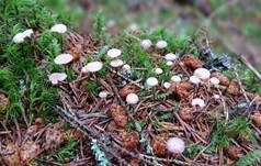 Nadel-Stinkschwindling, Foto 22
