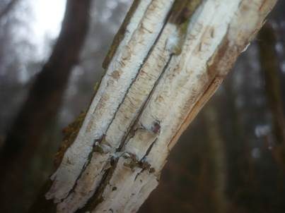 Nadelholz-Membranrindenpilz, Foto 2