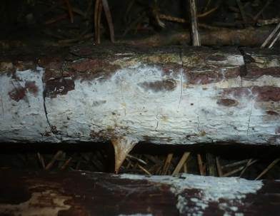 Nadelholz-Membranrindenpilz, Foto 3