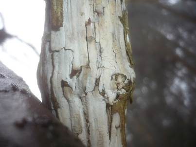 Nadelholz-Membranrindenpilz, Foto 4
