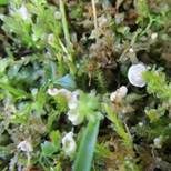 Blasser Adermoosling, Foto 13