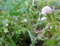 Blasser Adermoosling, Foto 14