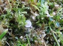 Blasser Adermoosling, Foto 15