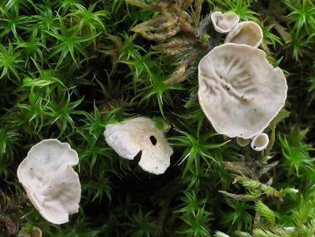 Blasser Adermoosling, Foto 4